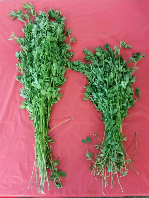 Alfalfa Treated vs. Non Treated Liquids Test