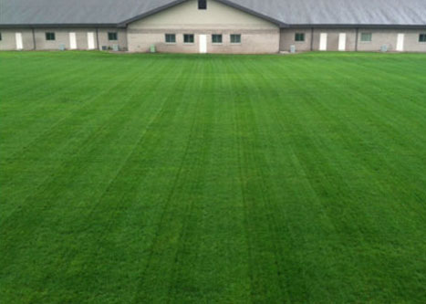 This is an image of a lawn after Dairy Doo treatment.