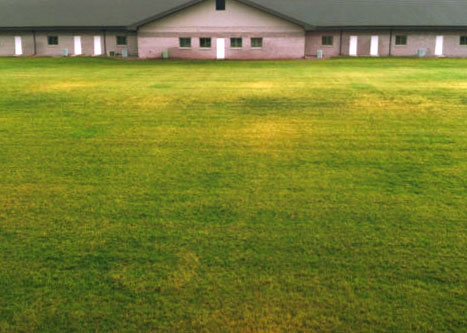 This is an image of a lawn before Dairy Doo treatment.
