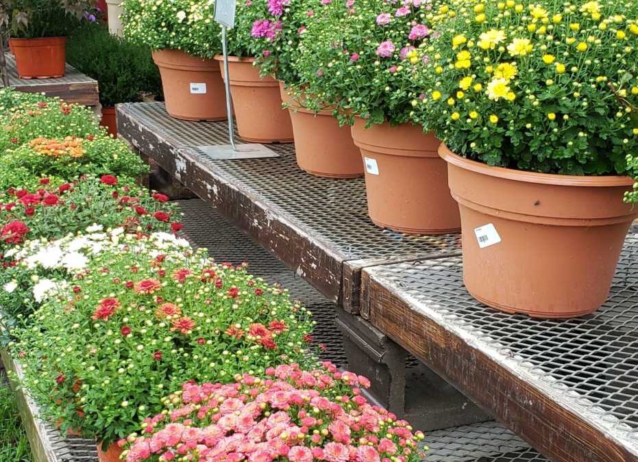 Tips for Planting Mums