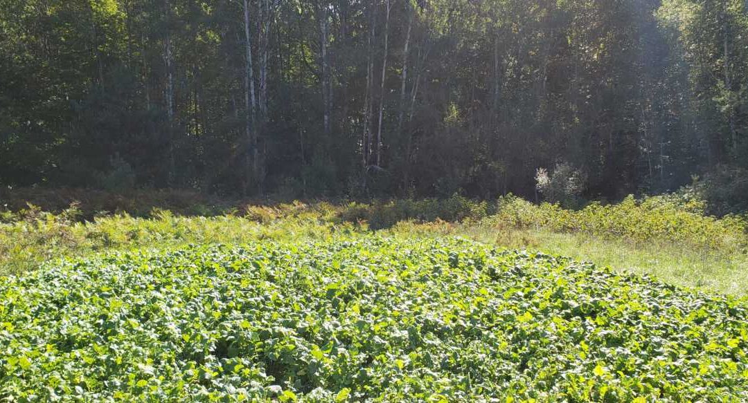 What’s Growing With Tom Week 17: How to Plant a Food Plot