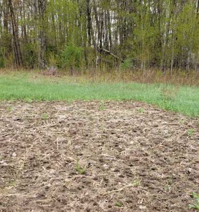 What’s Growing with Tom Week 6: Food Plot