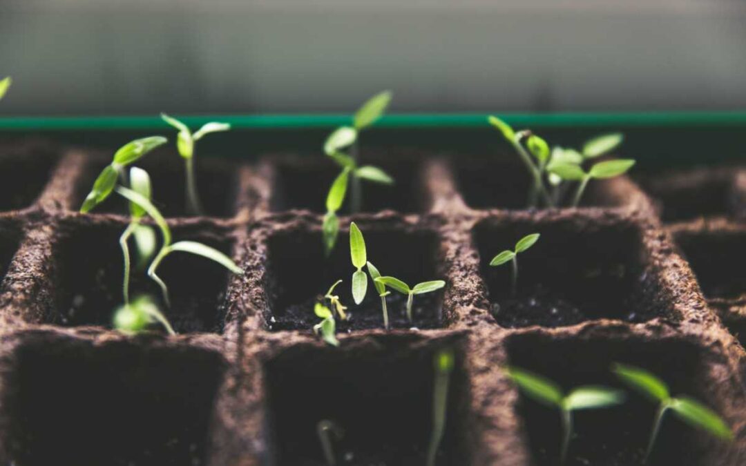 How to Grow Plants from Seeds