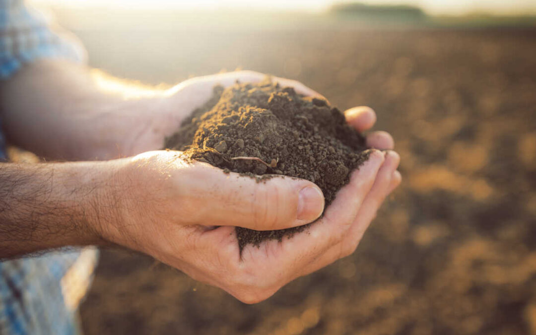Has Your Soil Foiled Your Garden Dreams?